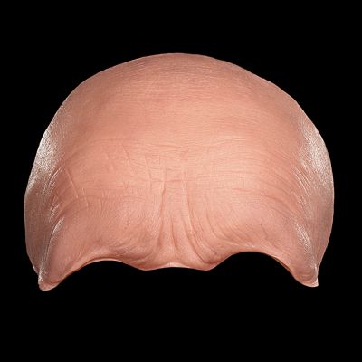 FH23 - Old Age Forehead Female