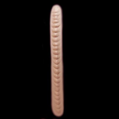 MS1 - Monster Spine Large
