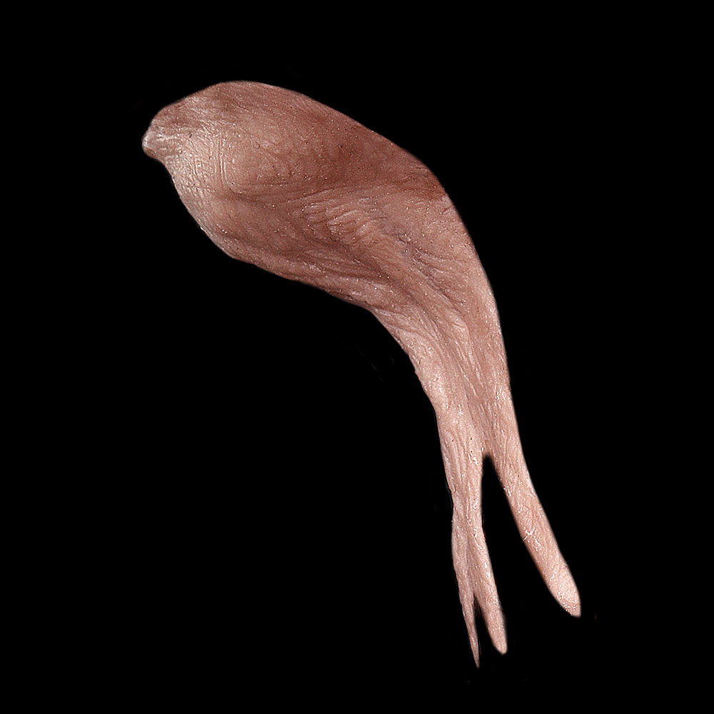 NK3 - Old Age Neck Wattle Male - Image 3
