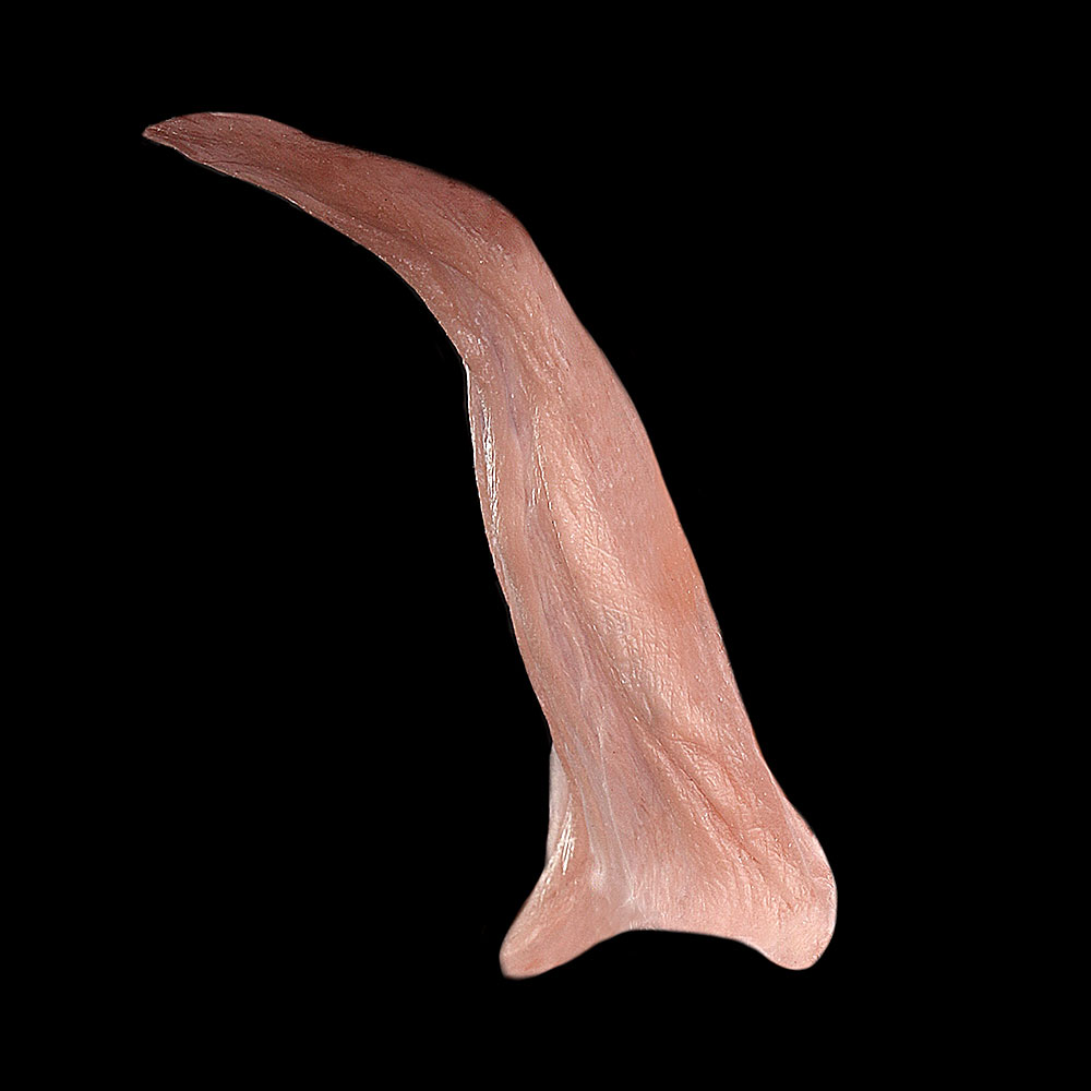NK4 - Old Age Neck Wattle Male - Image 3