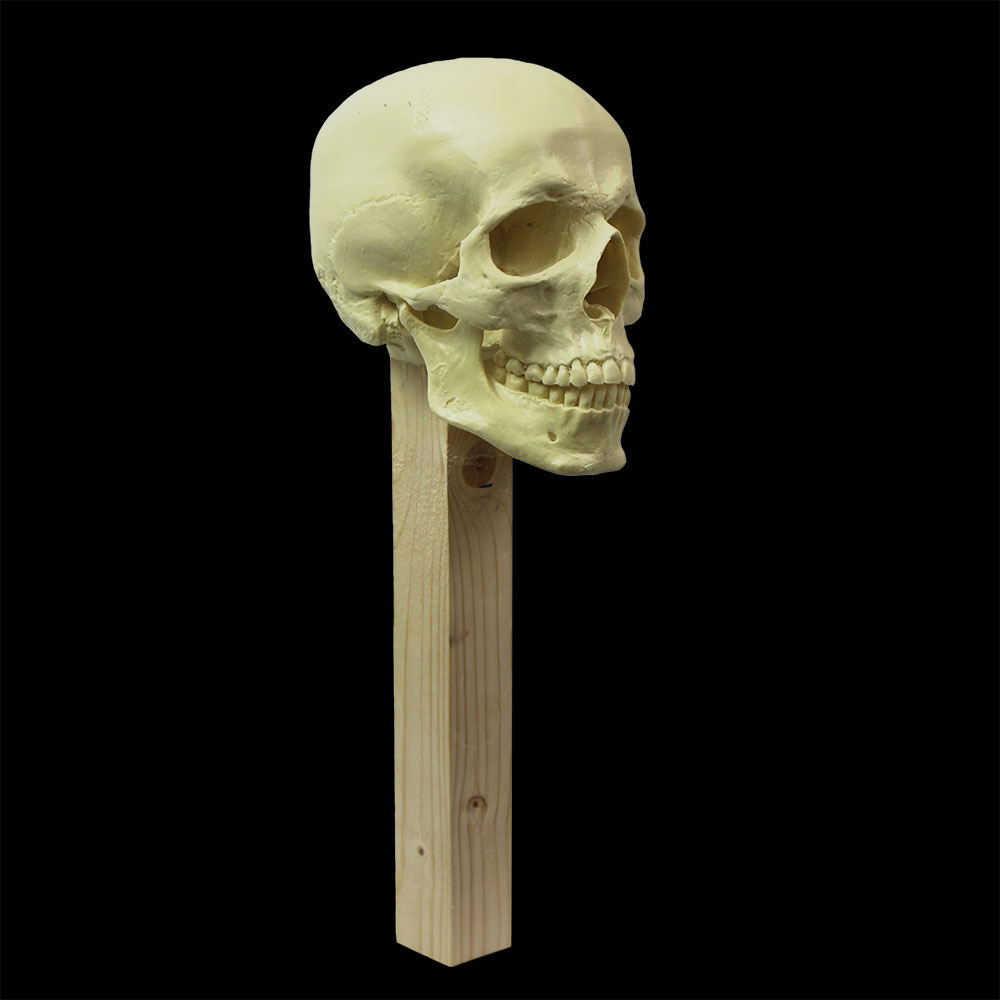 Skullpture Stand