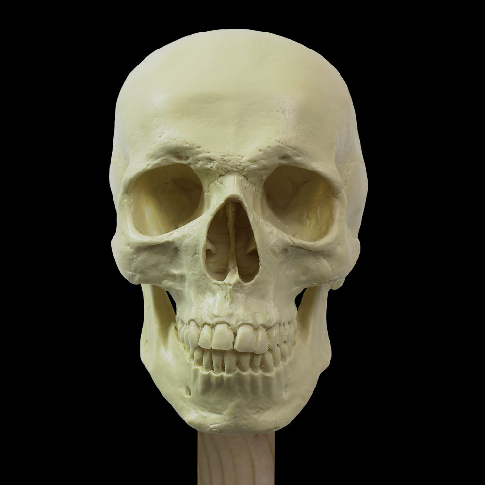 Skullpture Stand - Image 5