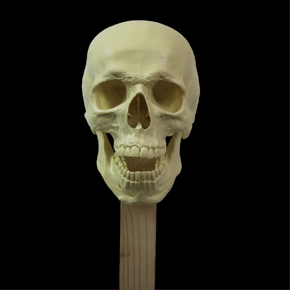 Skullpture Stand - Image 4