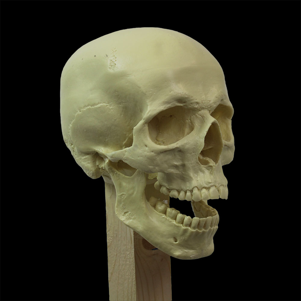 Skullpture Stand - Image 3